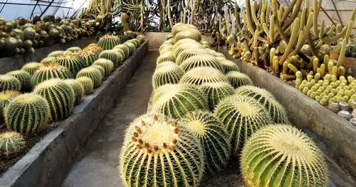 Cactus Nursery