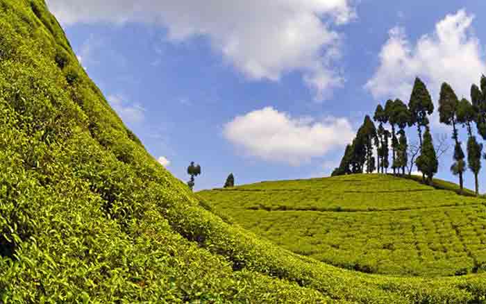 Tea Garden