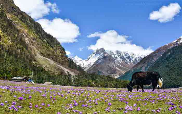 Yumthang Valley